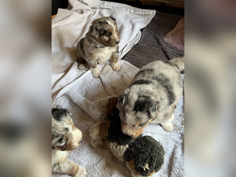 BernerSenne/ Australian Shepard