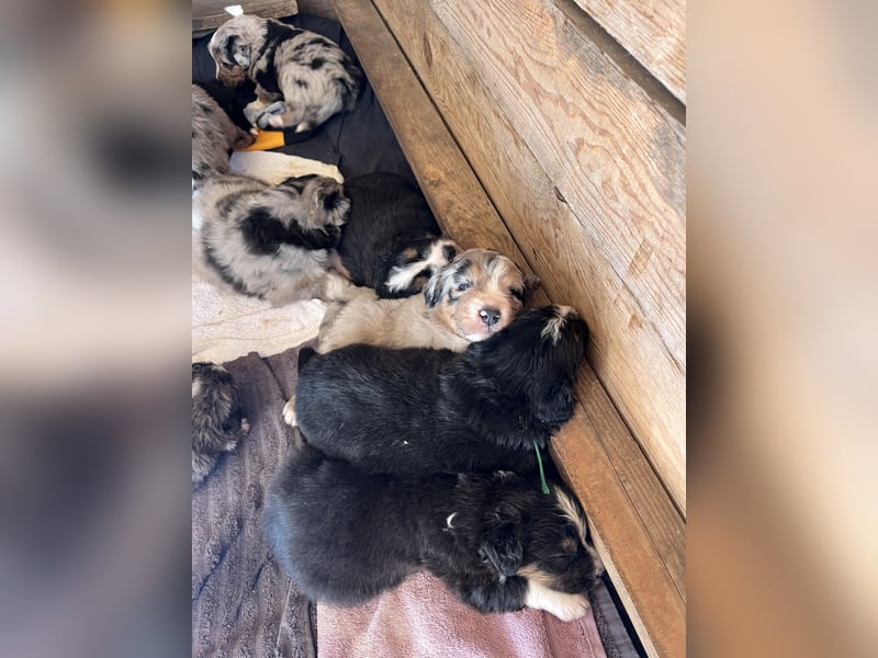 BernerSenne/ Australian Shepard