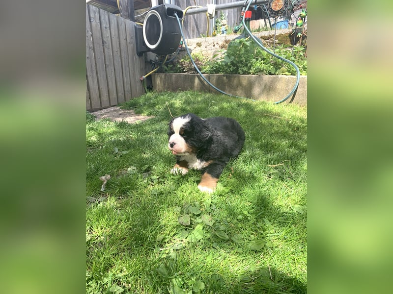 Berner Sennenhundwelpen-Welpe
