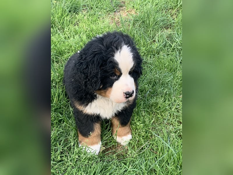 Berner Sennenhundwelpen-Welpe
