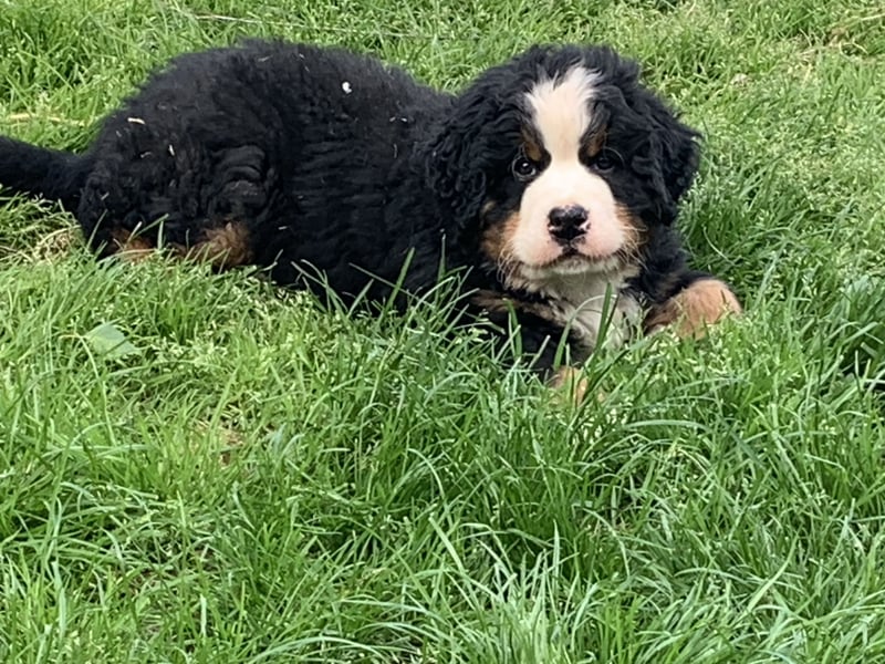 Berner Sennenhundwelpen-Welpe