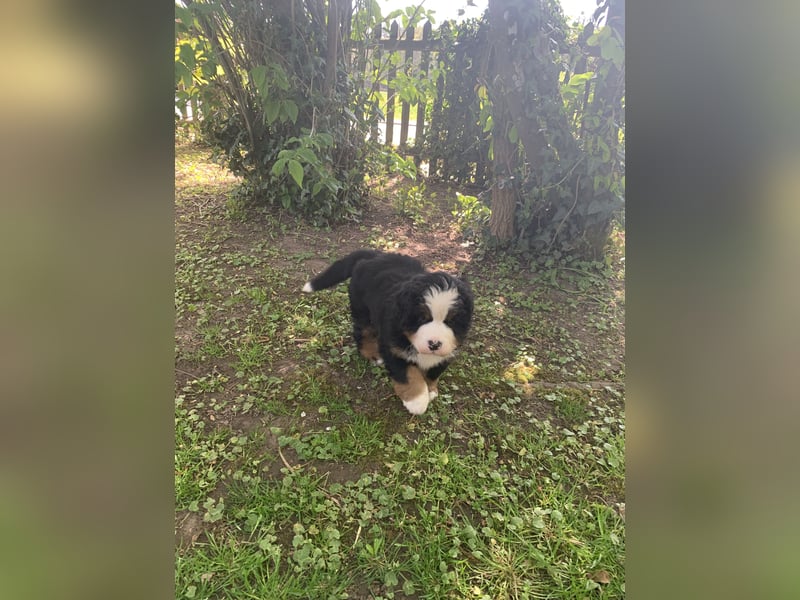 Berner Sennenhundwelpen-Welpe