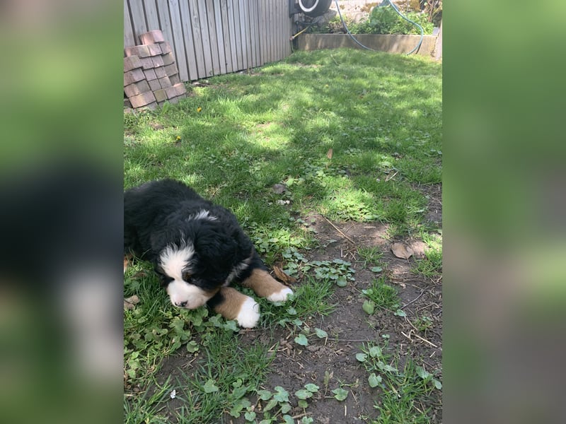 Berner Sennenhundwelpen-Welpe