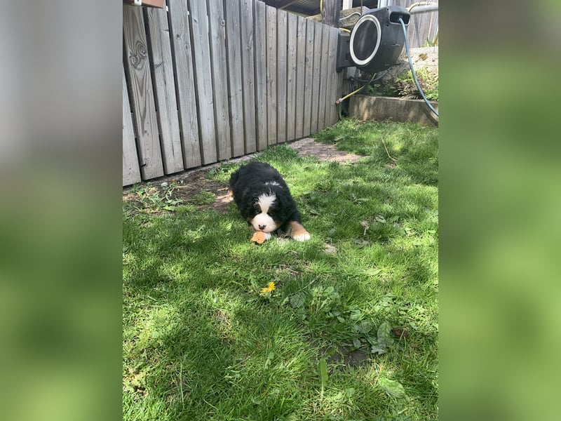 Berner Sennenhundwelpen-Welpe