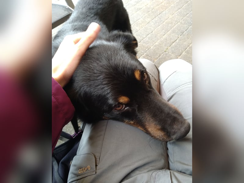 Freundlicher Berner Sennenhund-Rotweiler-Mix sucht Zuhause