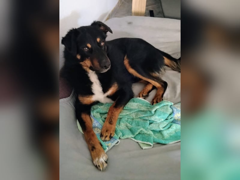 Freundlicher Berner Sennenhund-Rotweiler-Mix sucht Zuhause