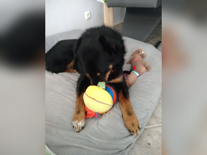 Freundlicher Berner Sennenhund-Rotweiler-Mix sucht Zuhause