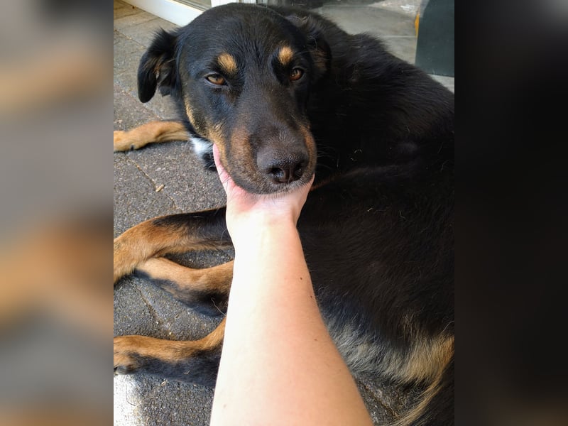 Freundlicher Berner Sennenhund-Rotweiler-Mix sucht Zuhause