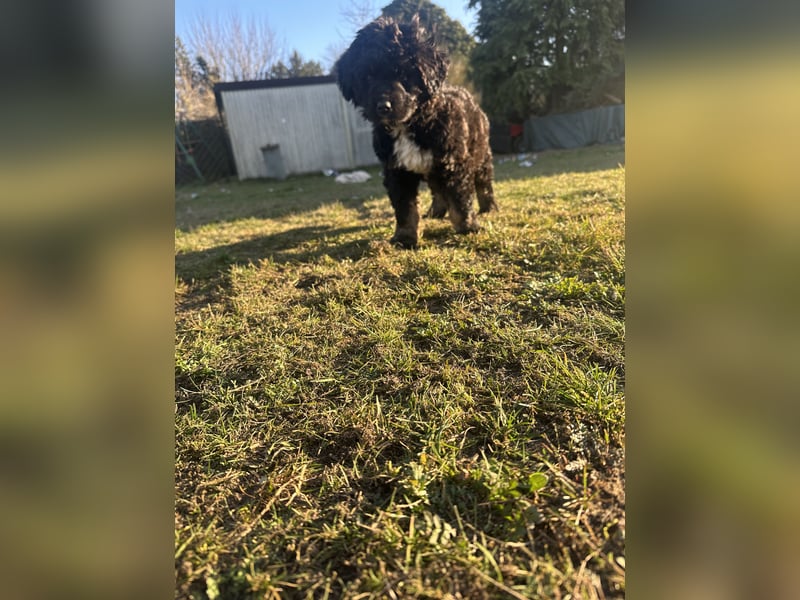 Berner sennenhund