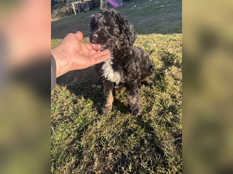 Berner sennenhund