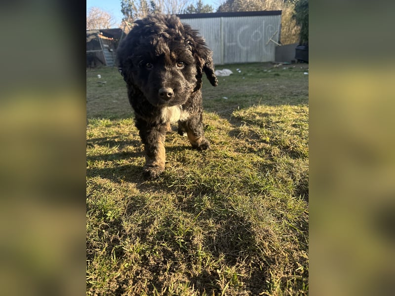 Berner sennenhund