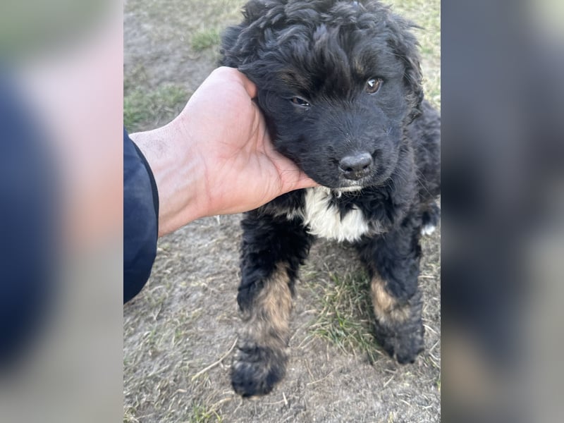 Berner sennenhund