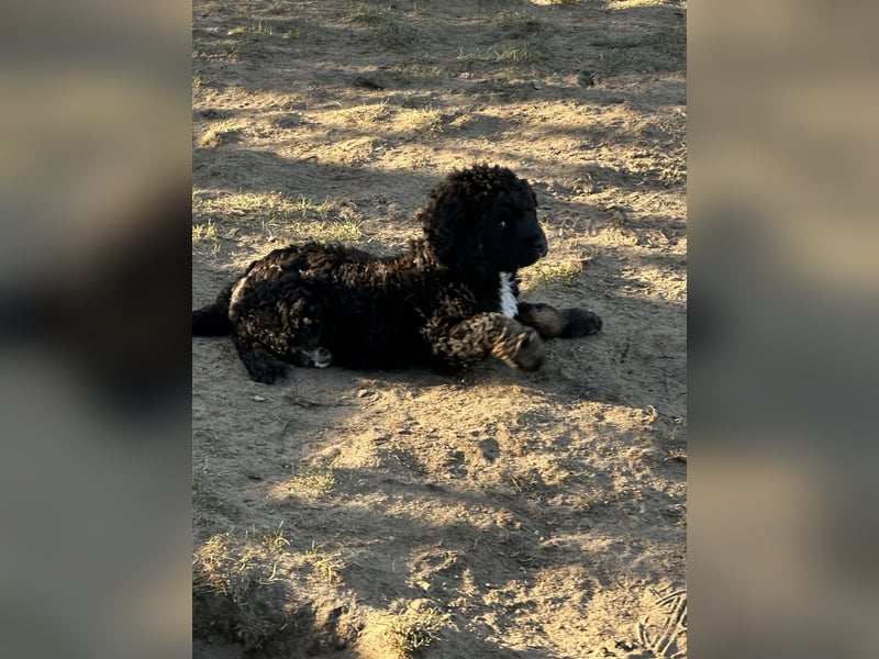 Berner sennenhund
