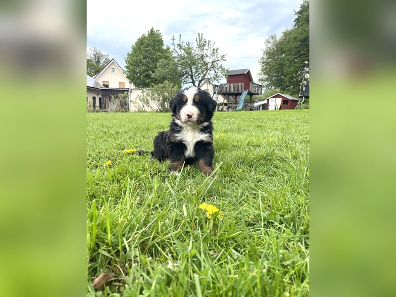 Berner Sennenhund Welpe abzugeben