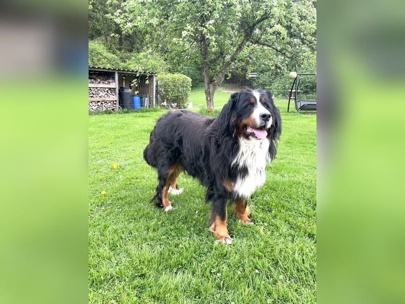 Berner Sennenhund Welpe abzugeben