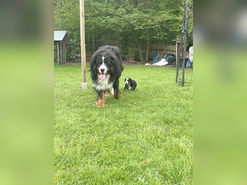 Berner Sennenhund Welpe abzugeben