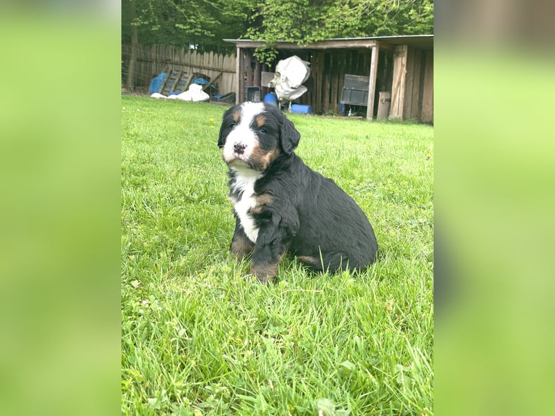 Berner Sennenhund Welpe abzugeben