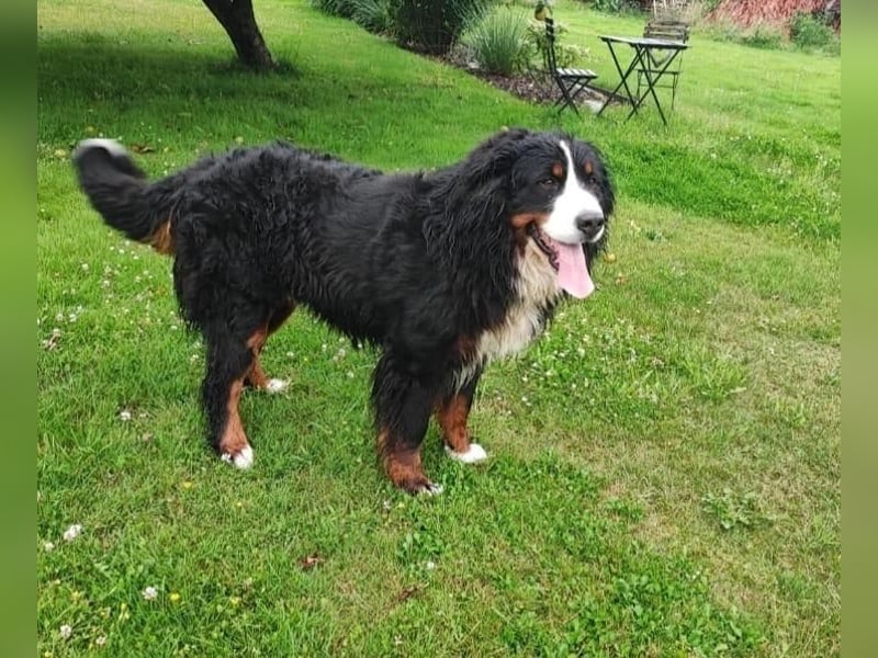 Berner Sennenhund Welpe abzugeben