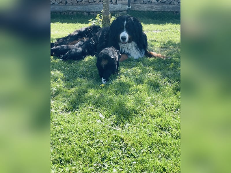 Berner Sennenhund Welpen abzugeben