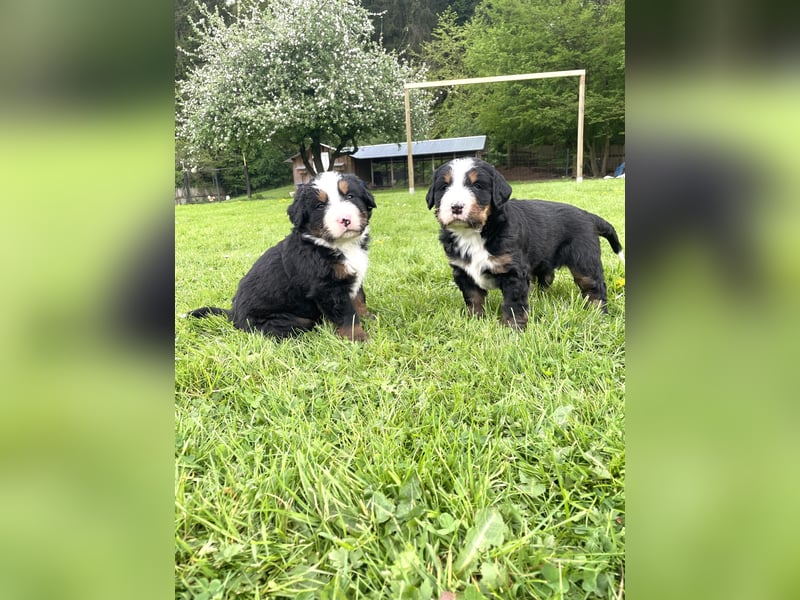 Berner Sennenhund Welpe abzugeben