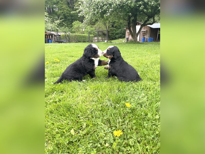 Berner Sennenhund Welpe abzugeben