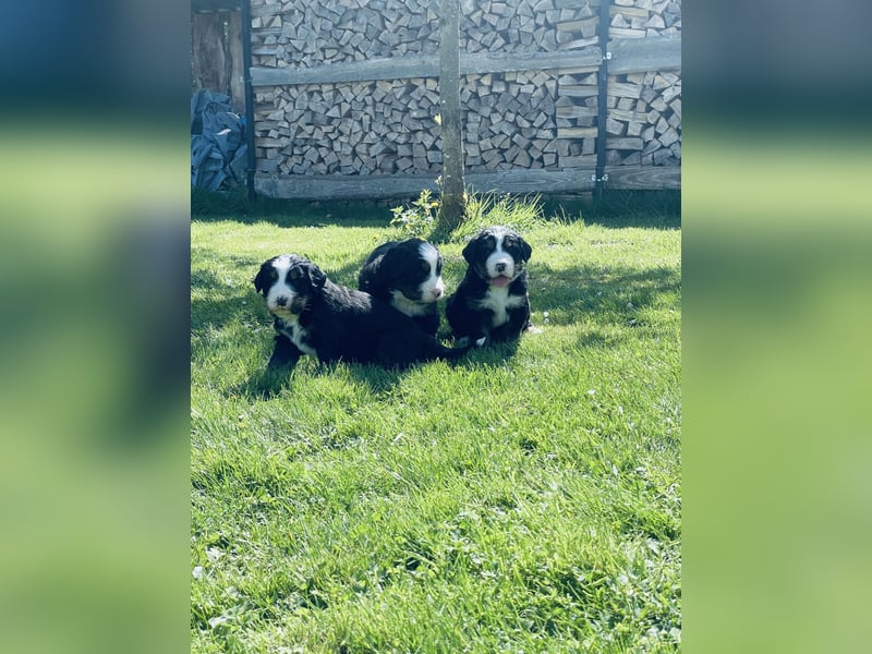 Berner Sennenhund Welpen abzugeben