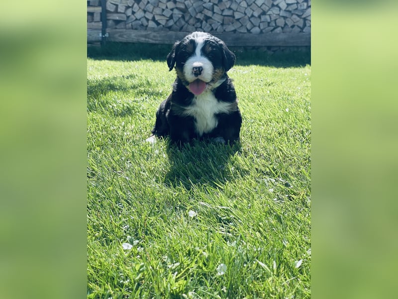 Berner Sennenhund Welpen abzugeben
