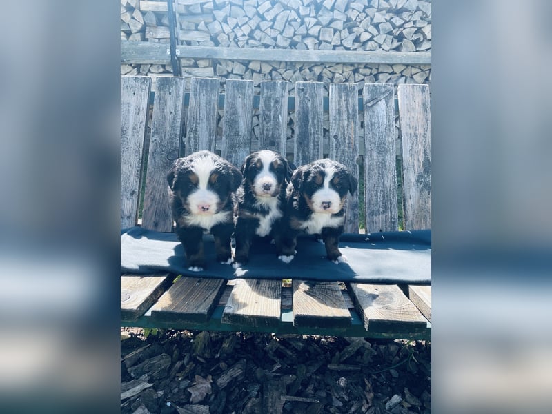 Berner Sennenhund Welpen abzugeben
