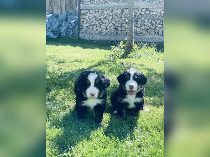 Berner Sennenhund Welpen abzugeben