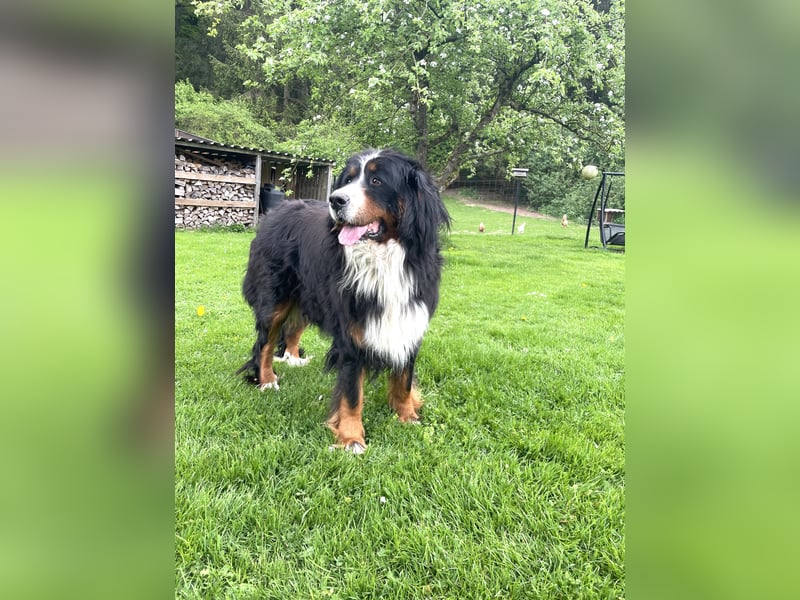Berner Sennenhund Welpe abzugeben