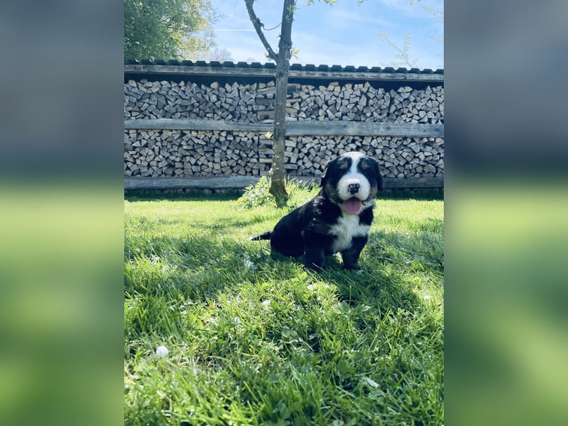Berner Sennenhund Welpen abzugeben
