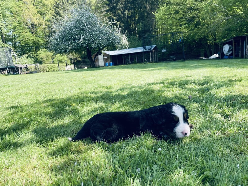 Berner Sennenhund Welpen abzugeben