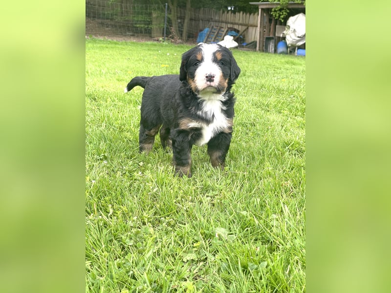 Berner Sennenhund Welpe abzugeben