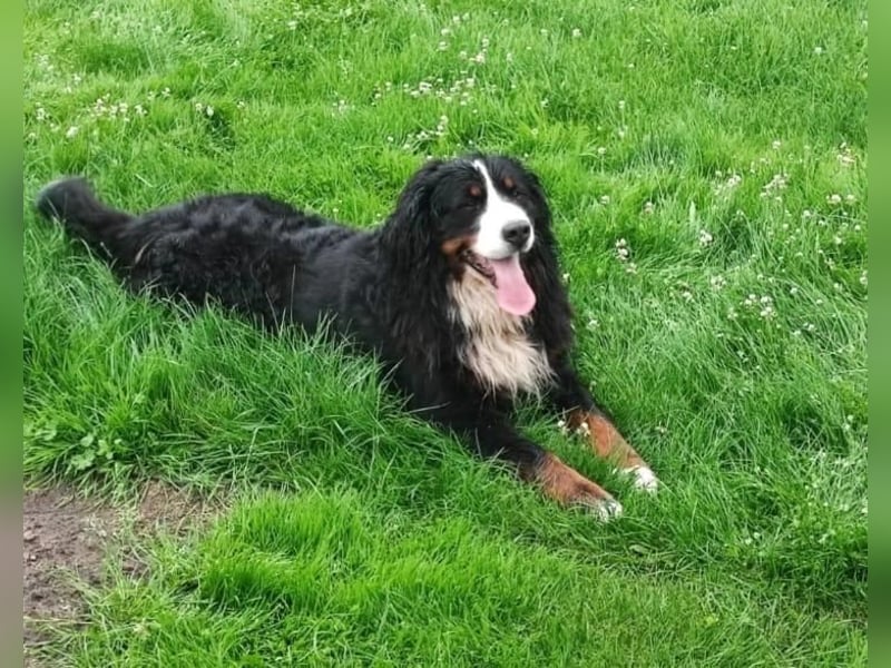 Berner Sennenhund Welpe abzugeben