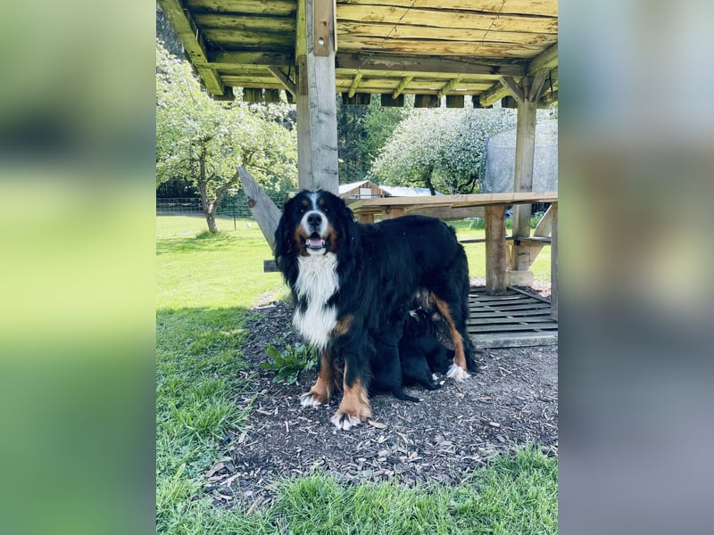 Berner Sennenhund Welpen abzugeben