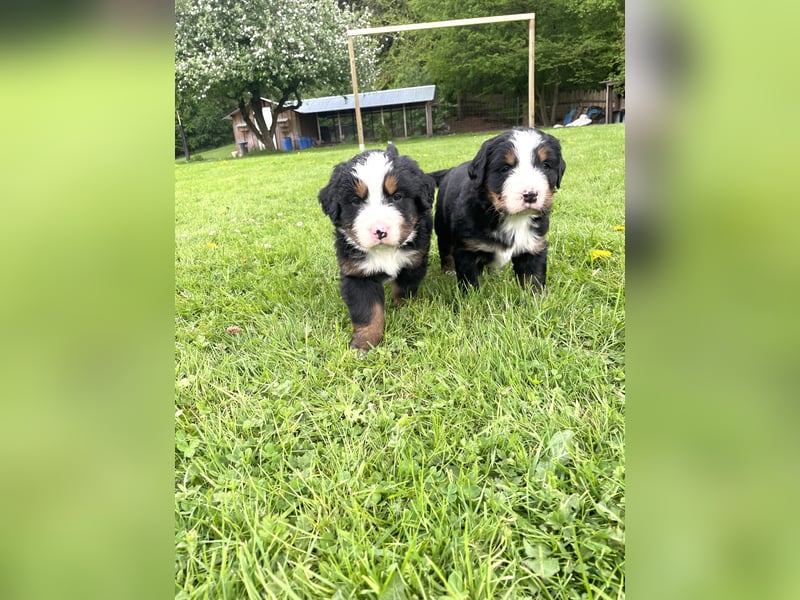 Berner Sennenhund Welpe abzugeben