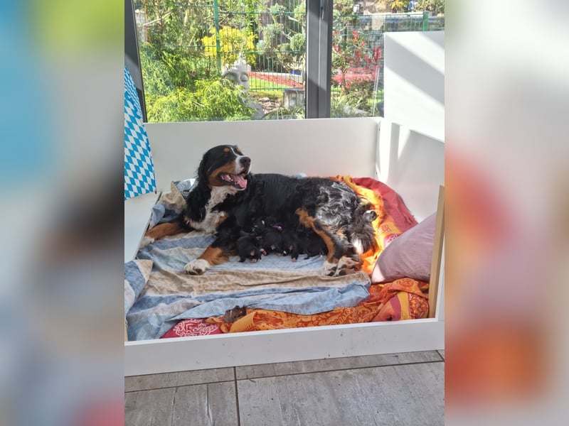 Berner Sennenhunde Welpen - Reinrassig