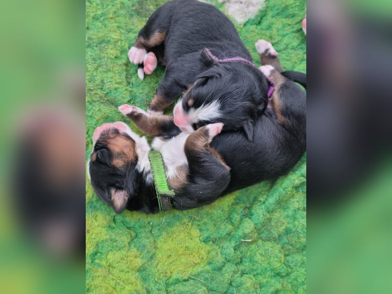 Berner Sennenhunde Welpen - Reinrassig