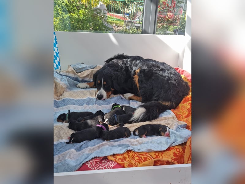 Berner Sennenhunde Welpen - Reinrassig