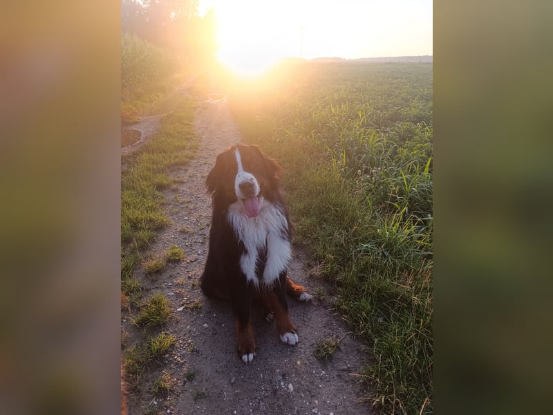 Berner Sennenhund Deckrüde