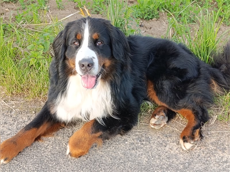 Berner Sennenhund Deckrüde