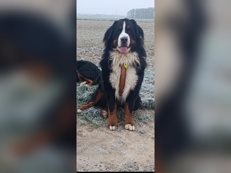 Berner Sennenhund Deckrüde