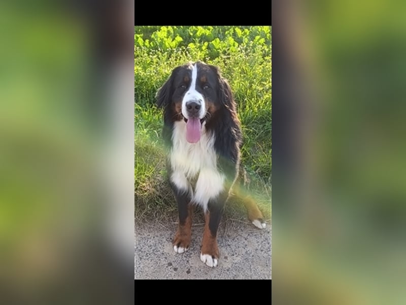 Berner Sennenhund Deckrüde