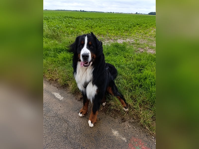 Berner Sennenhund Deckrüde