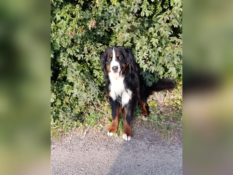 Berner Sennenhund Deckrüde