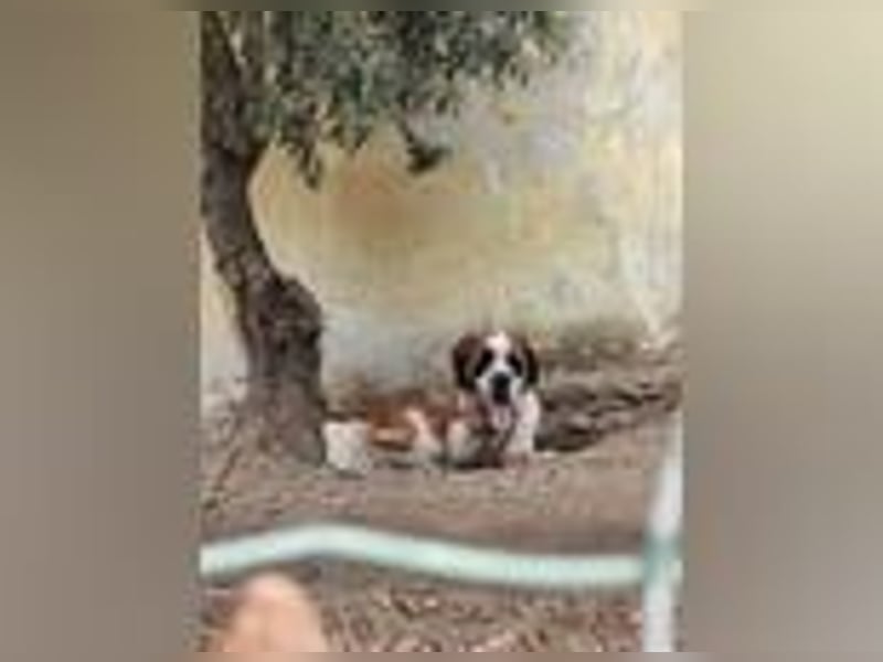 Nebbia- von der Kette in deine Arme?