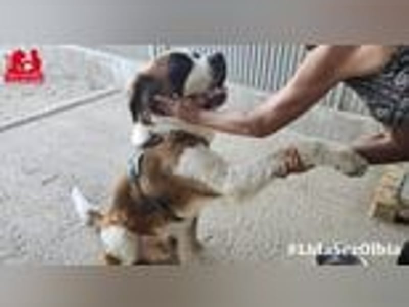 Nebbia- von der Kette in deine Arme?