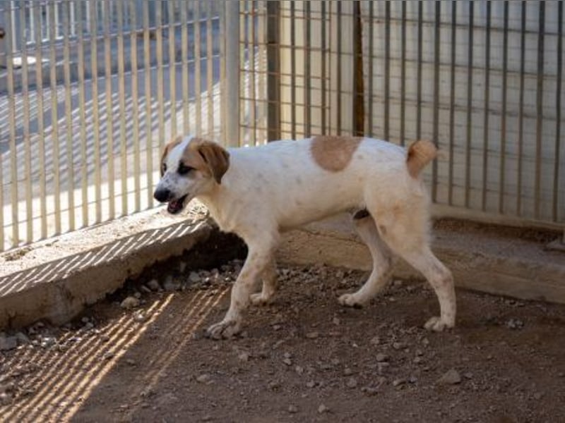 Romeo sucht seine Happy-End-Lovestory