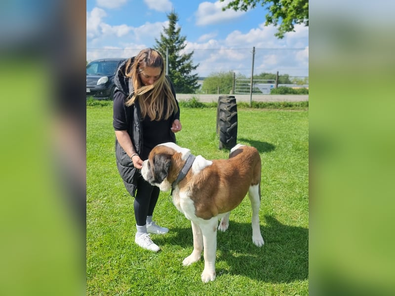 Elvis sucht seine Menschen