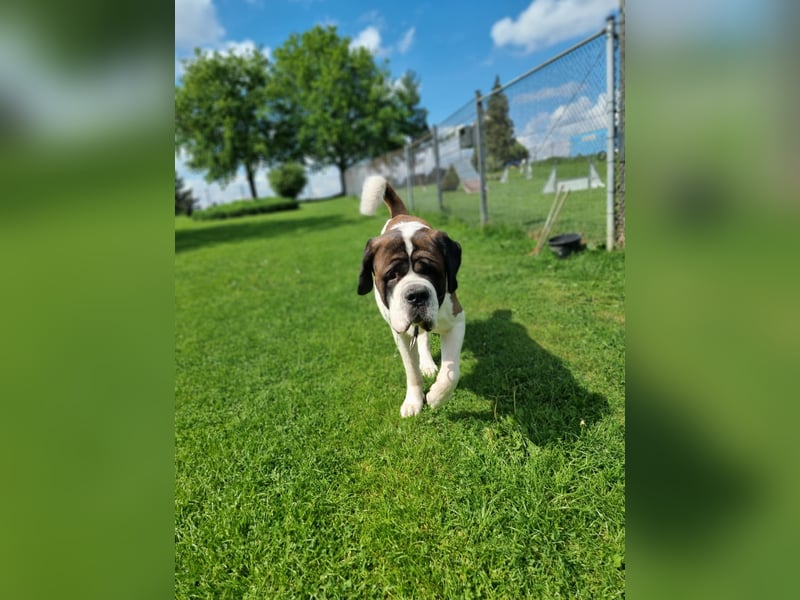 Elvis sucht seine Menschen